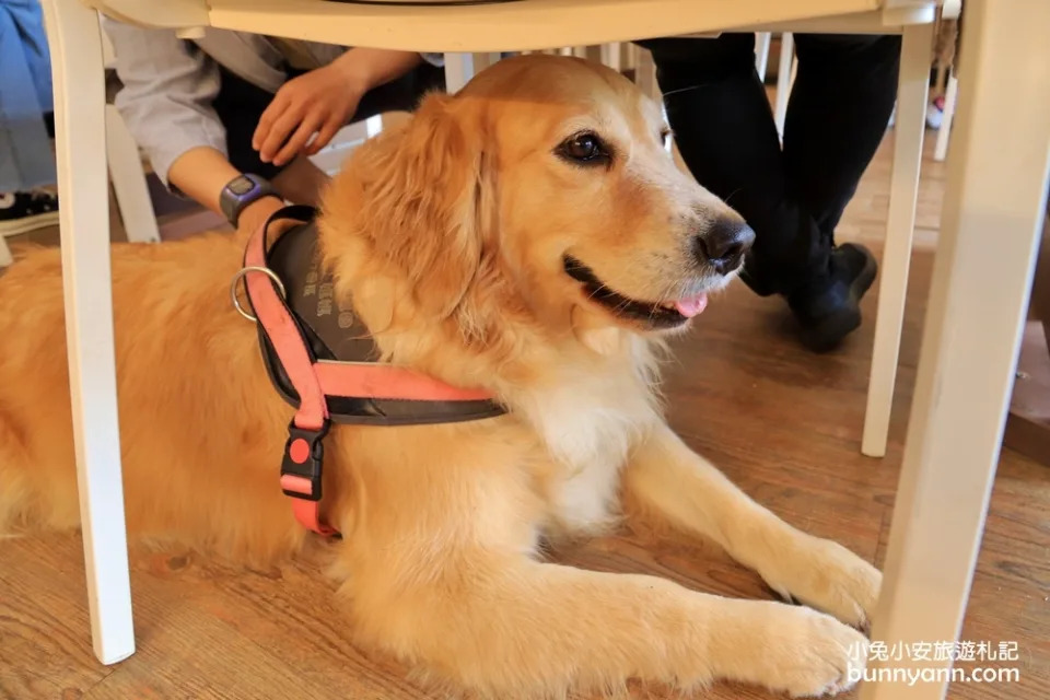 台中景點｜獵犬不打獵寵物餐廳