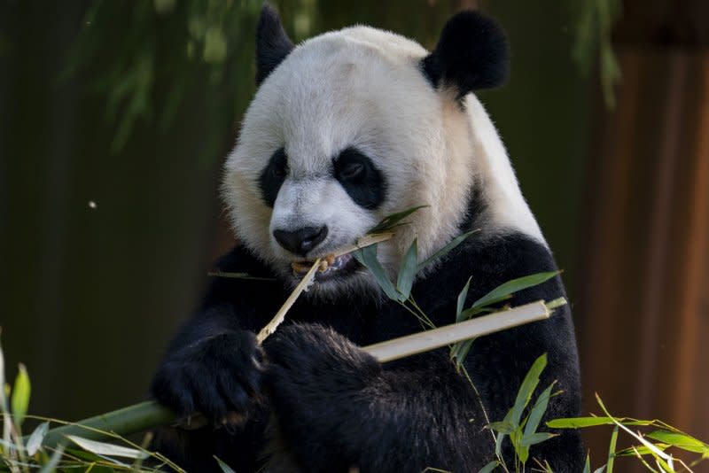 Mei Xiang, 22-year-old female giant panda, eats bamboo at the Smithsonian National Zoo in Washington in 2021. She was sent back to China last November. File Photo by Tasos Katopodis/UPI