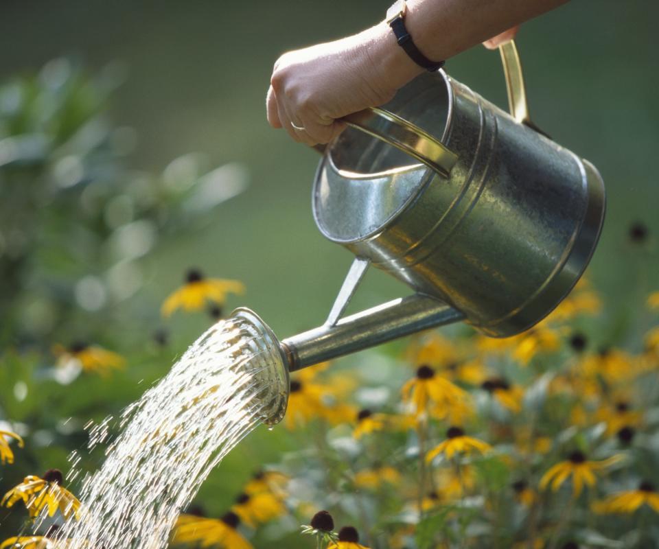 Plants being watered using a can