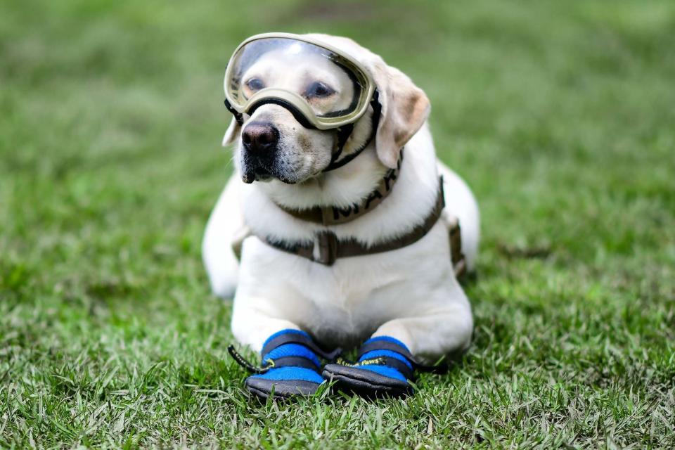 Frida shot to fame rescuing people after the September 2017 earthquake (AFP/Getty Images)