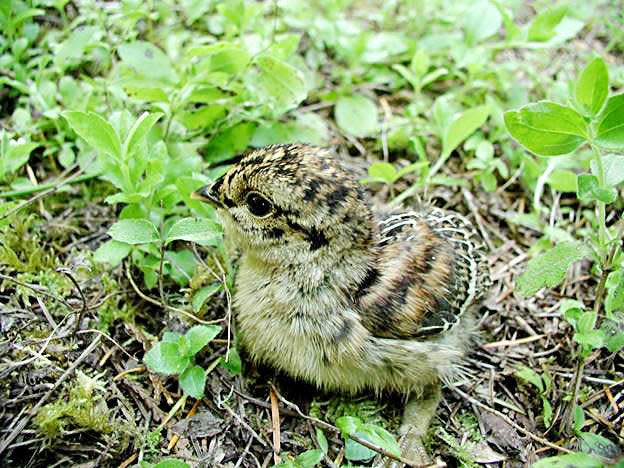 This ruffed grouse chick is one of the bird species in Indiana with declining population numbers. It was listed as state endangered in 2020.