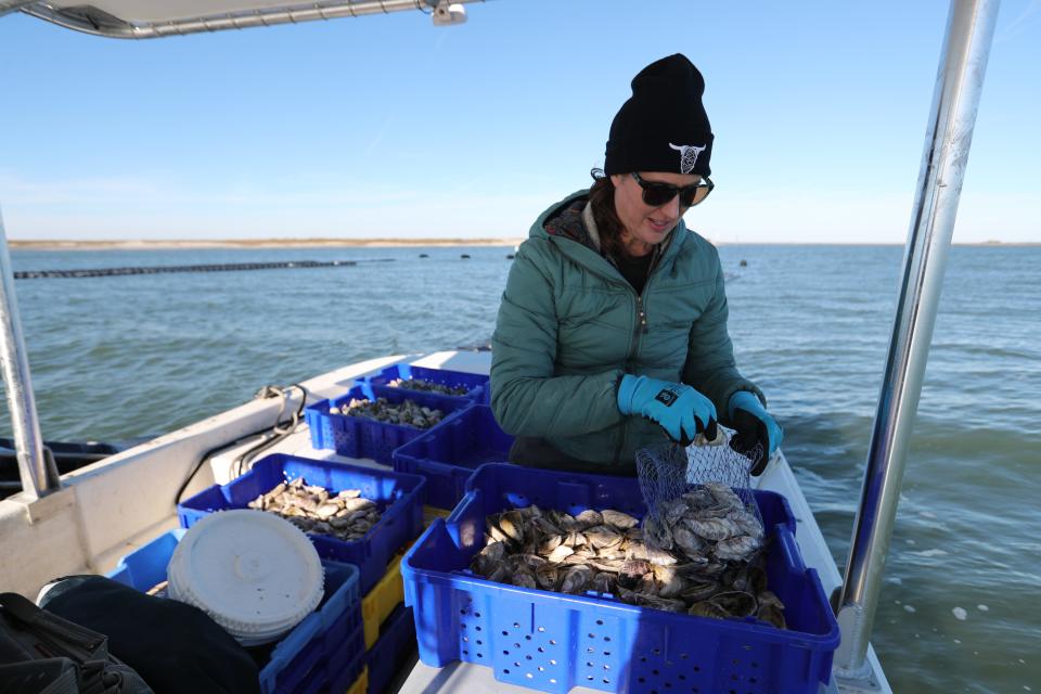 Laura Solomon counts and bags Salt Bomb oysters after harvesting them from the Tybee Oyster Company's floating oyster farm in the Bull River on January 10.