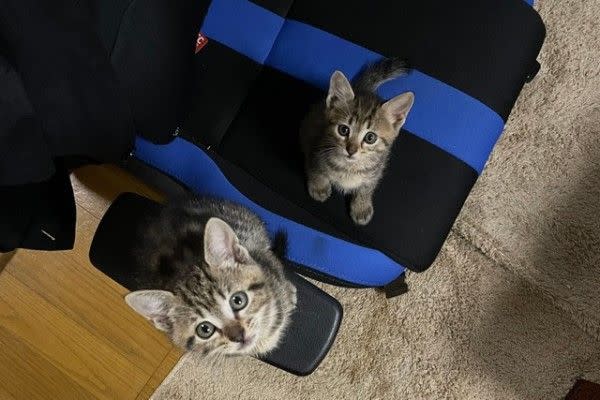 ▲兩隻貓咪現在都健康地成長。（圖／推特帳號fuzzy0205）