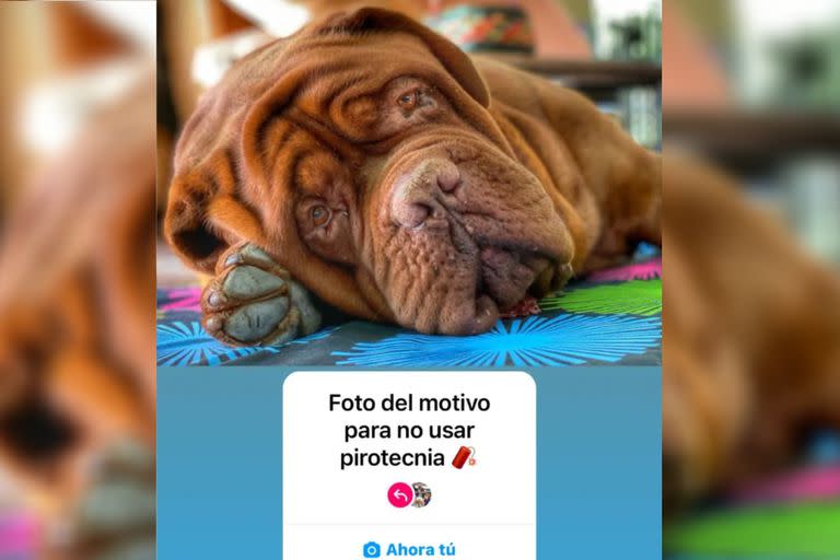 La foto de su perro Hulk y el pedido de Antonela Roccuzzo