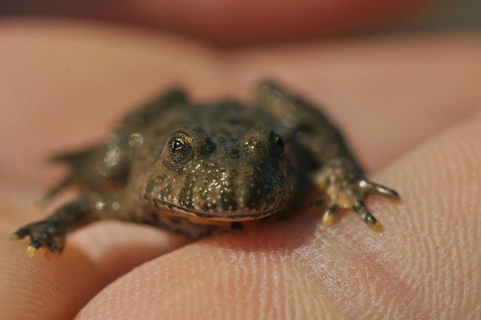 Das Gift des kleinen Froschlurchs löst beim Menschen nicht mehr als gereizte Augen aus - wenn überhaupt. Vornehmlich dient es nämlich dazu, sich fiese Fressfeinde vom Leib zu halten. (Bild: iStock/bobyci)