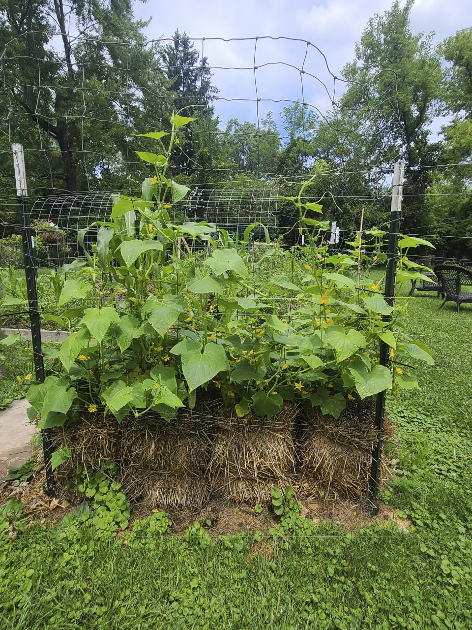 This July 2023 image provided by Adrienne Reevs shows cucumbers and sweet corn growing in a straw bale in a garden in Livonia, Mich. (Adrienne Reeves via AP)