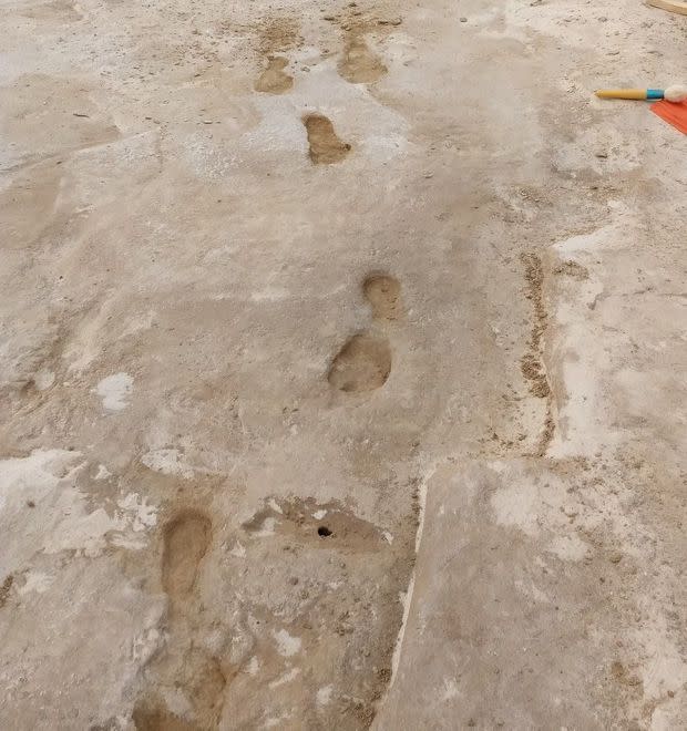 fossil print trackway