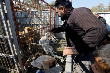 A volunteer feeds a lion at Nour Park in Mosul's zoo, Iraq, February 2, 2017. REUTERS/Muhammad Hamed