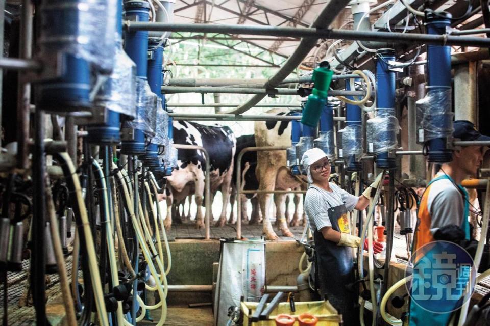 生產優質鮮乳、固守酪農本業是吳敦瑤與施尚斌心照不宣的默契，2人均另設衛星牧場。