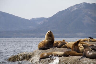 Sea lions relaxing on rocks © WWF-Canada (CNW Group/World Wildlife Fund Canada)