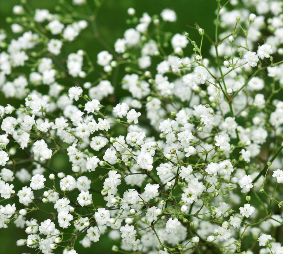 best white flowers baby's breath