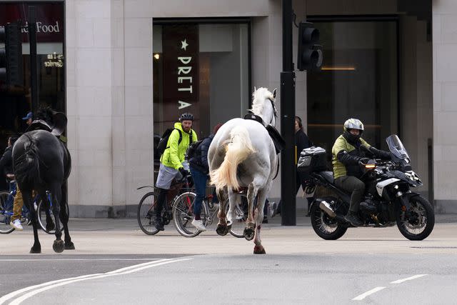 <p>Jordan Pettitt/PA Images via Getty Images</p> Royal horses run through London