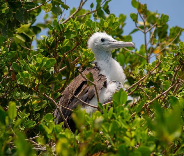 Thousands of frigatebirds call Barbuda home.<p>Carlo Raciti Photography</p>