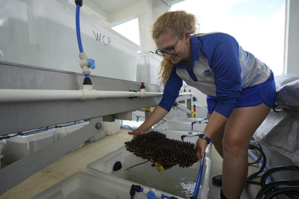 Carly Randall, senior research scientist for the Australian Institute of Marine Science, holds a coral sample at a floating laboratory off of Konomie Island off the coast of Queensland in eastern Australia on Nov. 10, 2022. Heat waves in recent years drove corals to expel countless tiny organisms that power the reefs through photosynthesis, causing branches to lose their color or "bleach." (AP Photo/Sam McNeil)