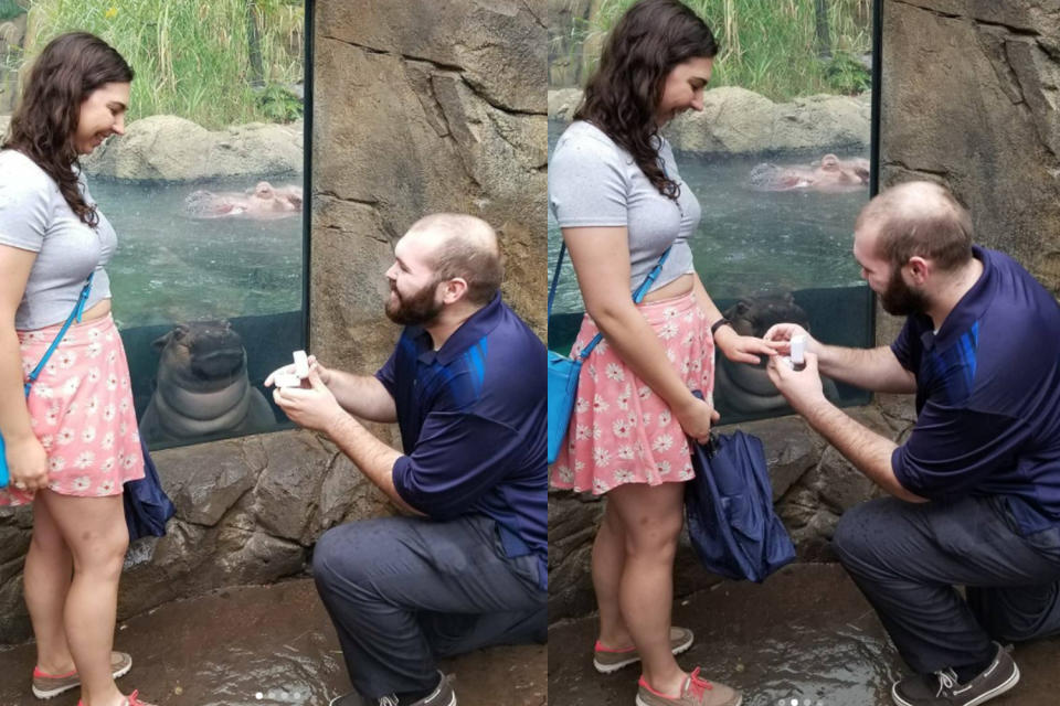 Fiona the hippo decided to get involved. (Photo: Instagram/hayley_roll)