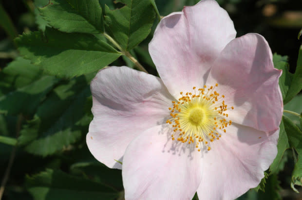 Wild rose, the Iowa state flower<p>iStock</p>