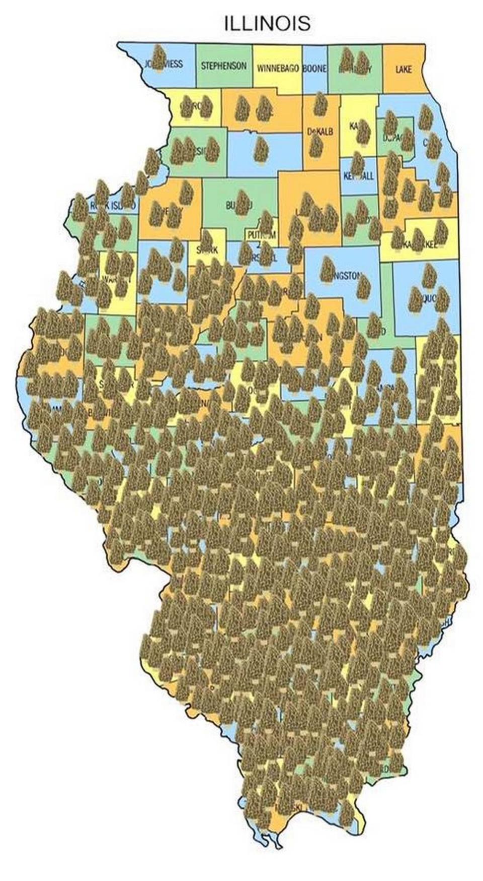 Morel mushrooms had been reported all across the southern half of Illinois as of April 17, 2024, according to the Illinois Morel Mushrooms Facebook page.