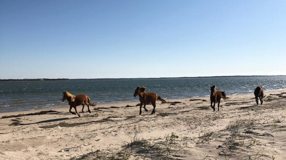 A group of wild horses on a soundside beach at the Shackleford Banks.