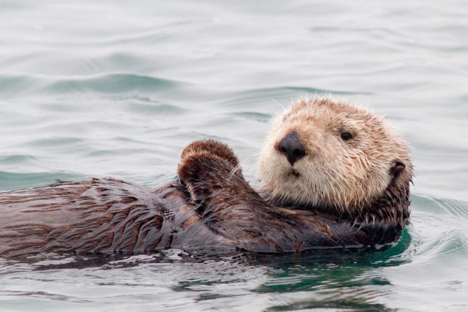 PHOTO: Southern Sea Otter floats on it's back in Elkhorn Slough near Monterey, California (STOCK PHOTO/Getty Images)