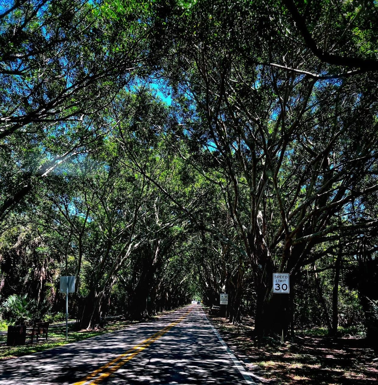 East-bound Bridge Road in Hobe Sound offers a scenic drive to the beach.