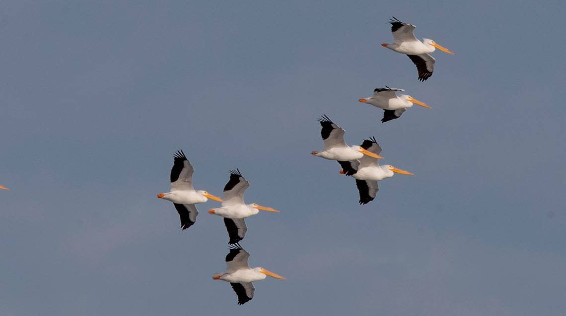 A flock of American White Pelicans, one of the largest North American flying birds: considerably larger than a Bald Eagle, flies over the Riverland Migratory Bird Sanctuary near the Clark bridge in West Alton. The 3,700 acre sanctuary is considered a Midwest birding hot spot. Currently visitors can see Bald Eagles, Trumpeter Swans, and others. The Audubon Center at Riverlands has a variety of programs for visitors, visit https://riverlands.audubon.org/ for more information and an event calendar.