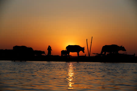 A flock of buffaloes is seen during the sunset at the Chebayesh marsh in Dhi Qar province, Iraq April 13, 2019. REUTERS/Thaier al-Sudani