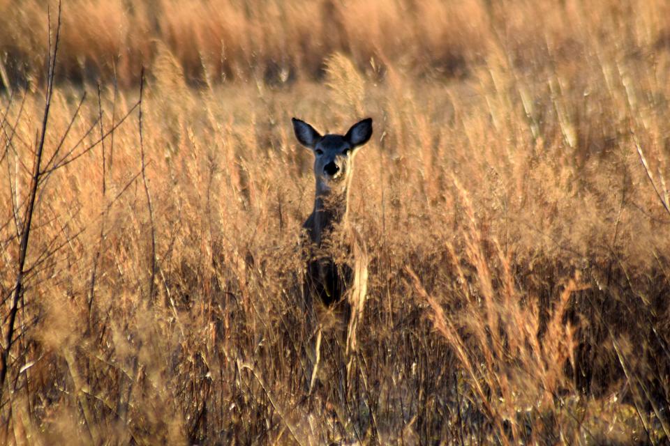 A white-tailed deer at Prime Hook National Wildlife Refuge in February 2021.
