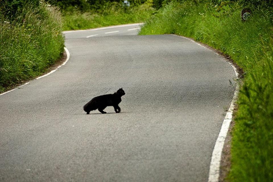 <p>Many cultures throughout history actually regarded all cats as good luck omens, but black kitties got a <a href="http://mentalfloss.com/article/53397/why-are-black-cats-considered-bad-luck" rel="nofollow noopener" target="_blank" data-ylk="slk:bad wrap;elm:context_link;itc:0;sec:content-canvas" class="link ">bad wrap</a> in the Middle Ages when they were associated with witchcraft and actually viewed as demons. That demon thing snowballed into an idea that if a black cat crossed your path, they were blocking your connection to God and path to heaven. </p>