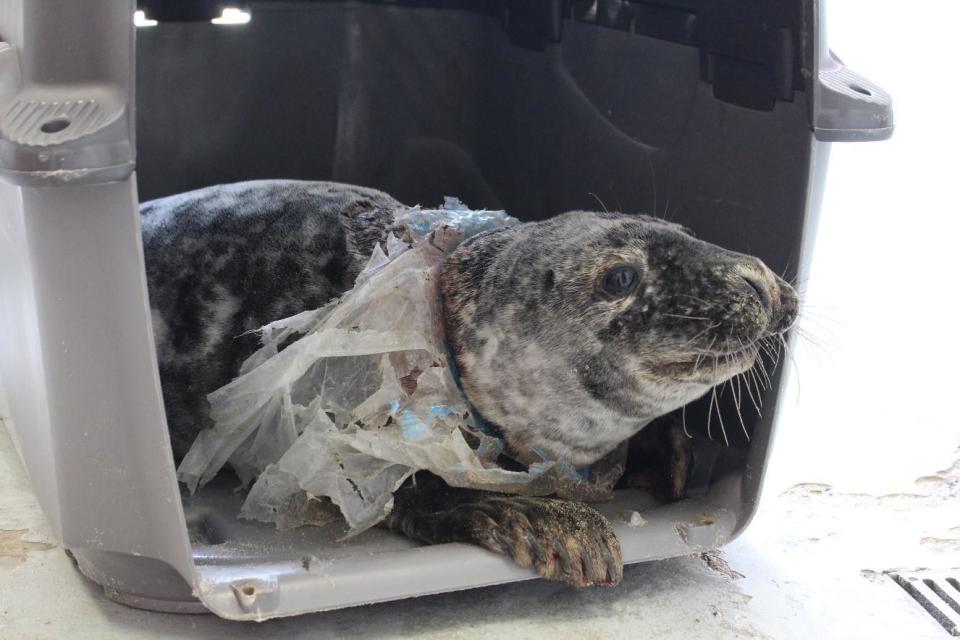 A gray seal entangled in plastic at a research center in Riverhead, New York. / Credit: New York Marine Research Center, Riverhead NY