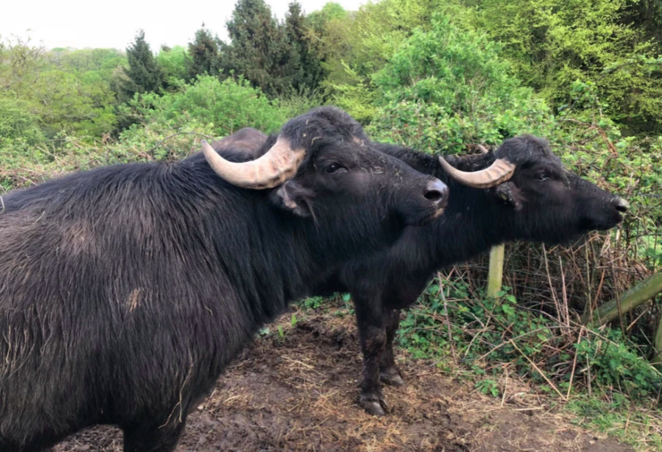 A neighbour said the herd of water buffalo were a familiar sight on the farm. (Wales News)