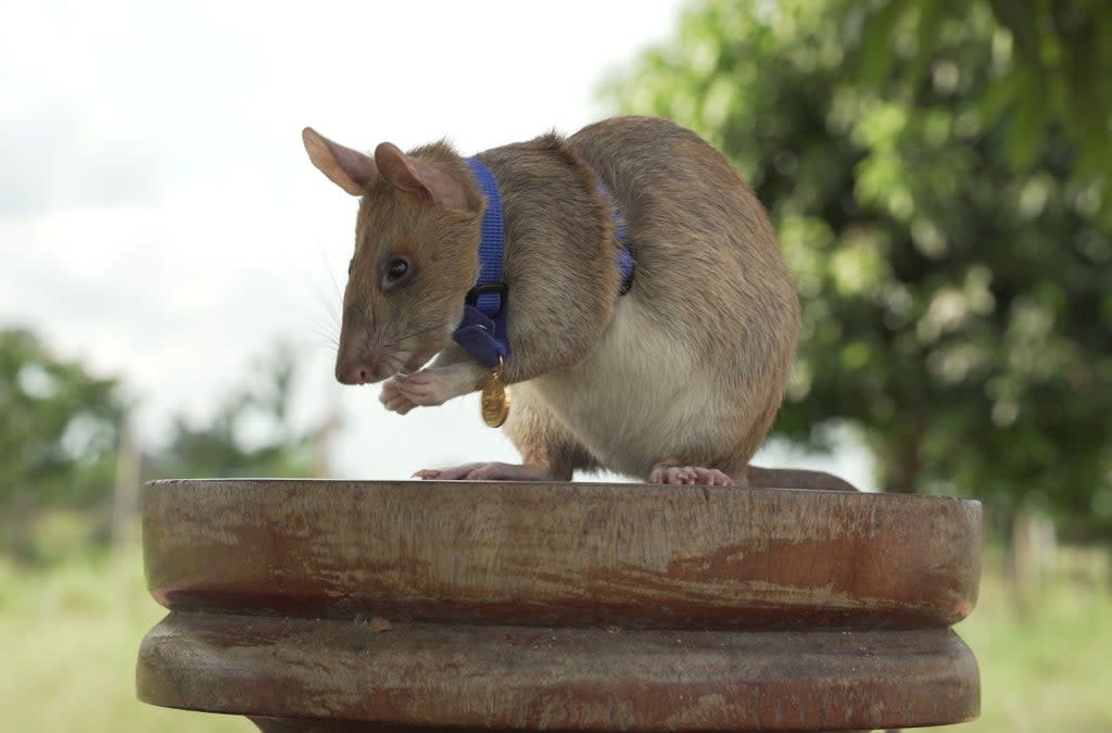 Magawa, 8, was awarded a gold medal for bravery in 2020 and was the first rat to receive such an honour.  (PA)