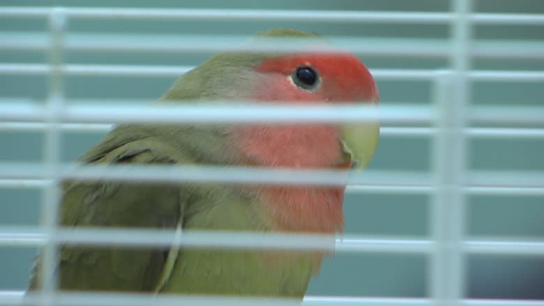 Lost love birds reunited with Halifax owner