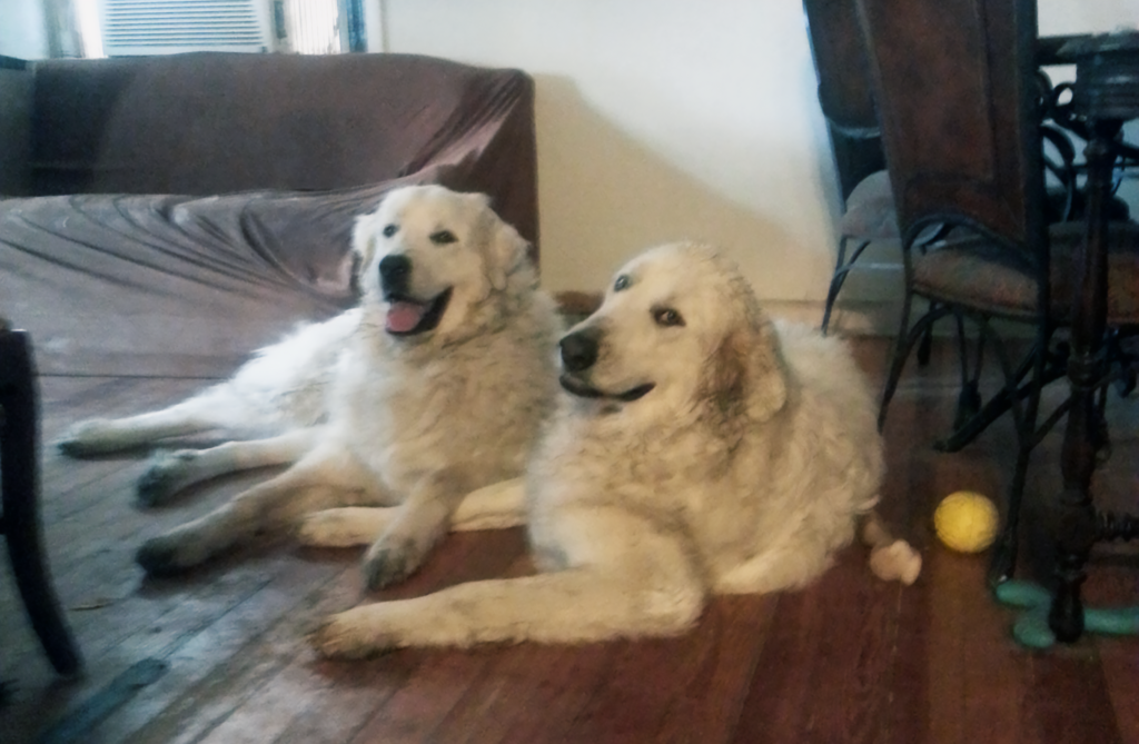 Ewing (right) rests with another one of columnist Ron Smith's Great Pyrenees, Sherman.