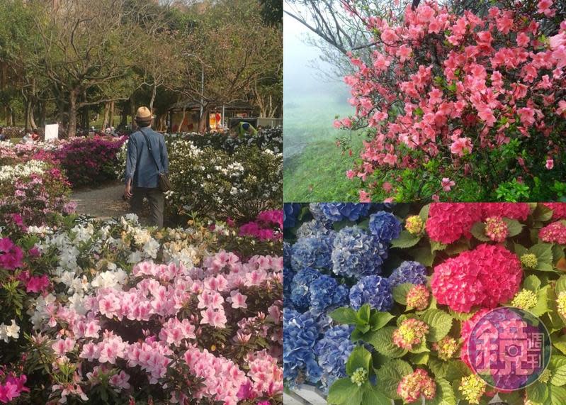 把握本週的好天氣，在台北都會區就能欣賞到美麗杜鵑及繡球花。