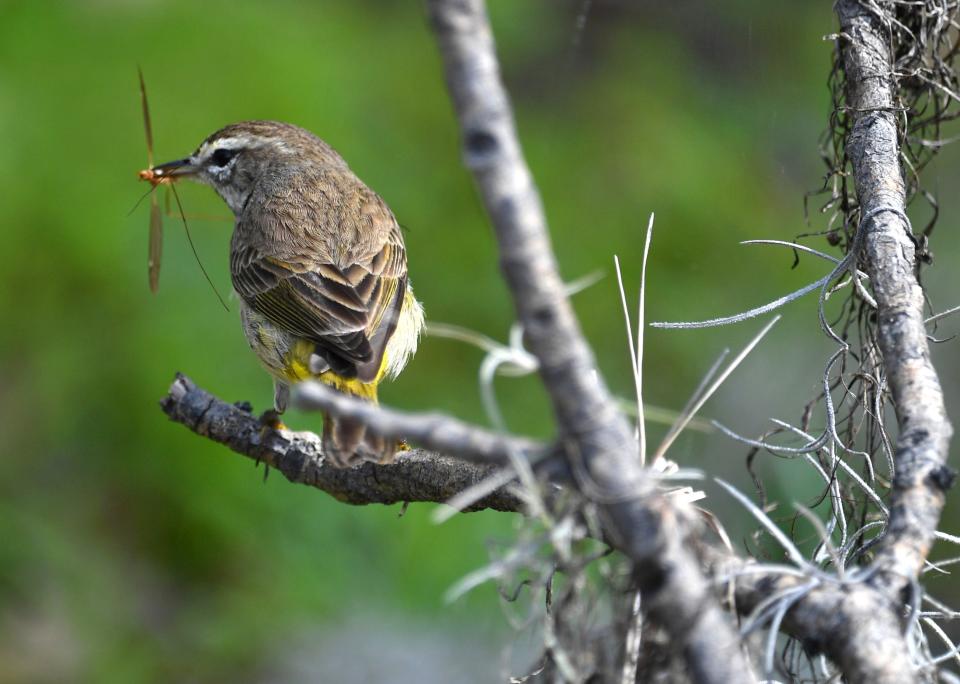 A palm warbler catches an insect near Deep Hole at Myakka River State Park.