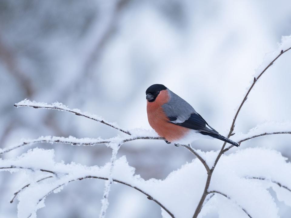 Eurasian Bullfinch