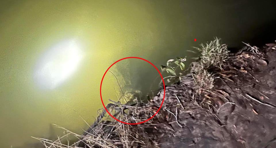 Hidden crocodile coming our of water in Cape York Far North Queensland. 