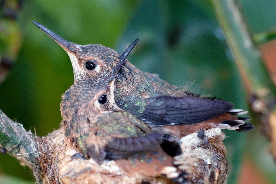 It was nest of an Anna hummingbird - like these in California - that forced project to initially stop (Getty Images)