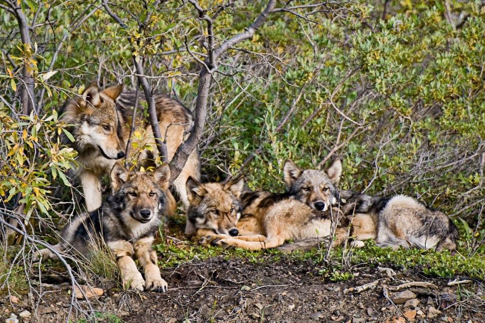 Charlie Rumschlag's favorite photo shows young wolves in Denali.
"What made this capture so special wa,s at that time we were told Denali’s estimated wolf population was about 90 wolves.  Denali is larger than the entire state of New Hampshire, so to see these four playing in the brush was a rare find," he said.