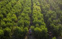 Bulgarian migrants harvest flat nectarines, most of them destined for the German market, in Fraga, Spain, Thursday, July 2, 2020. Authorities in northeast Spain have ordered the lockdown of a county around the city of Lleida due to worrying outbreaks of the COVID-19 virus. Catalan regional authorities announced Saturday, July 4, 2020 that as of noon local time movement will be restricted to and from the county of El Segriá around Lleida which is home to over 200,000 people. Residents will have until 4 p.m. to enter the area. The new outbreaks are linked to agricultural workers in the rural area. (AP Photo/Emilio Morenatti)