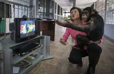 Zoo staff Sholpan Abdibekova and Tomiris, a five-year-old chimpanzee, react as they watch a BBC environmental programme in a primate winter enclosure in Almaty in this March 6, 2015, file photo. REUTERS/Shamil Zhumatov/Files