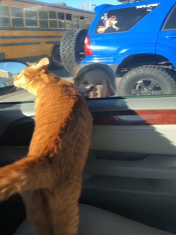 小奴才要上學　橘貓不捨趴車窗喵叫：快點回來喔！
