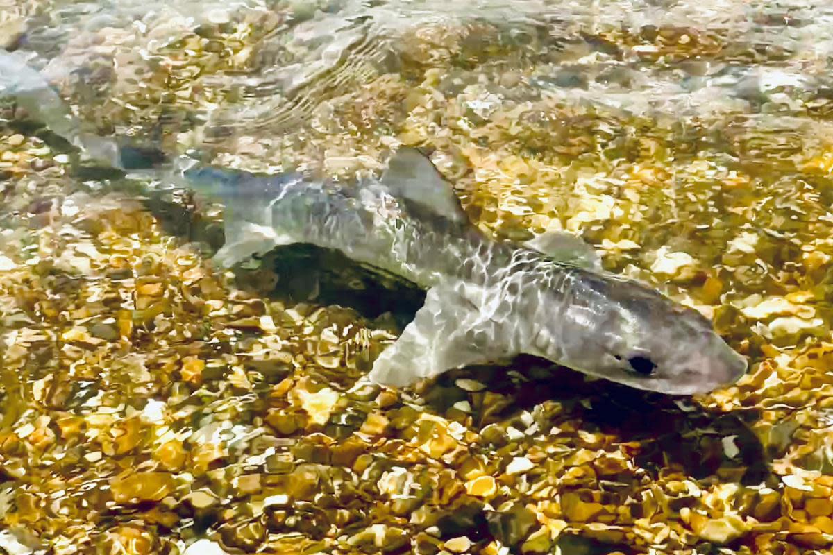 Donna Bailey was walking along Highcliffe beach when she came across a smoothound shark swimming in shallow waters. <i>(Image: Donna Bailey)</i>