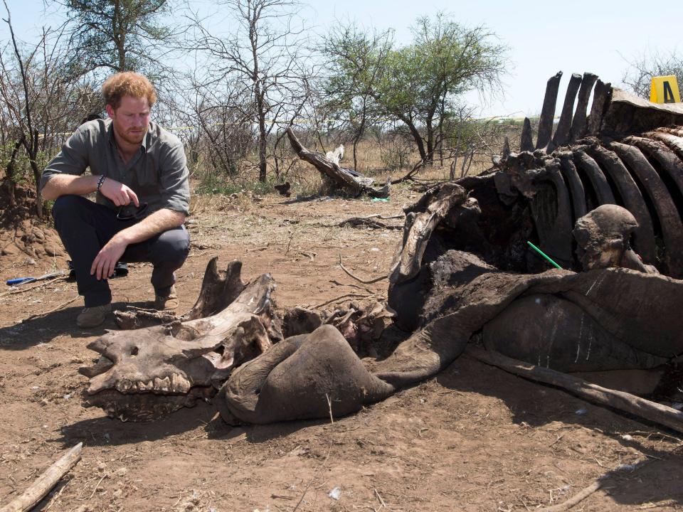 Prince Harry crouches near a rhino carcass in South Africa in 2015.