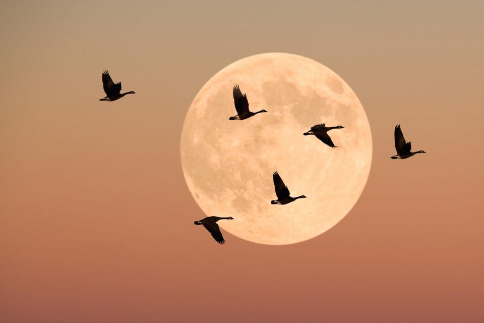 canada geese in flight, dusk, across the full moon