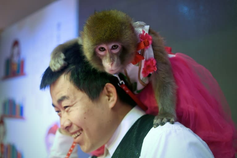 A monkey sits on a trainer's shoulder during a rehearsal at a monkey training school in a zoo in Dongying, eastern China's Shandong province