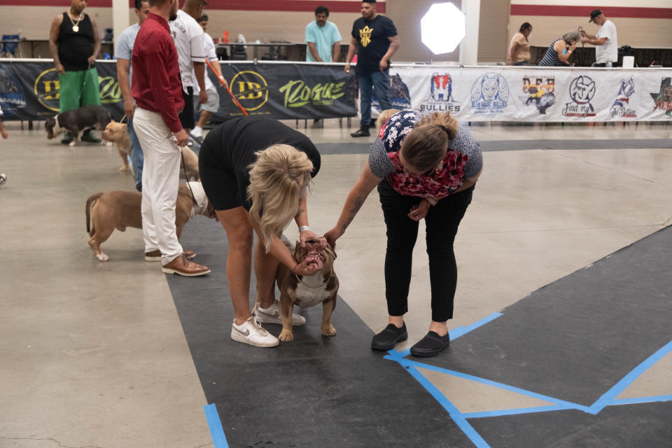 The judge takes a close look at a dog Saturday at the American Bully Kennel Club show at the Amarillo Civic Center.