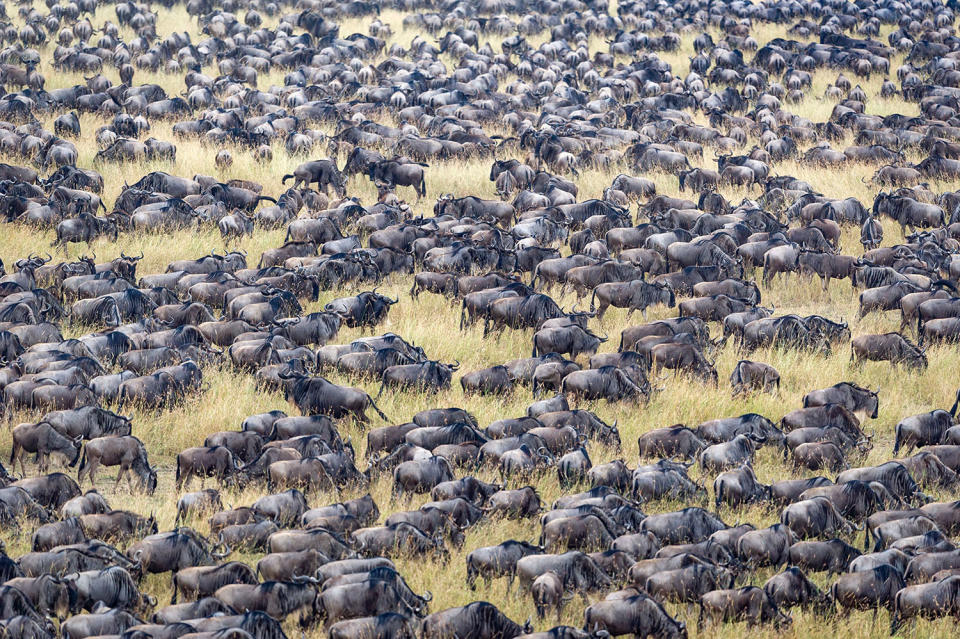 Herding home: Wildebeest photographed in mass migration