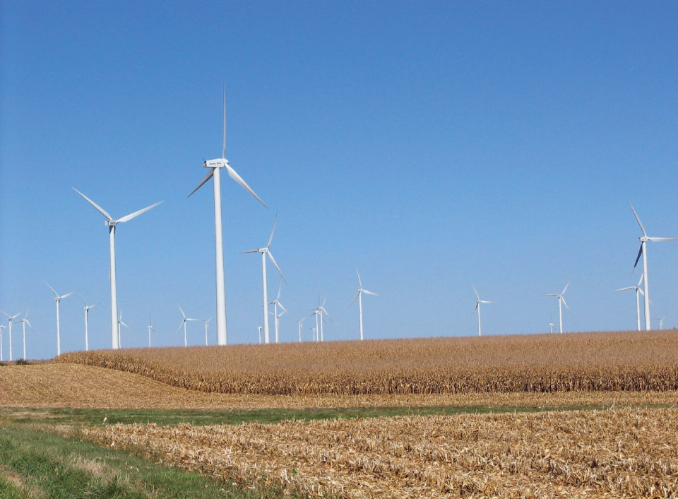 In the United States and Canada combined, nearly a million bats are killed each year from industrial wind projects.