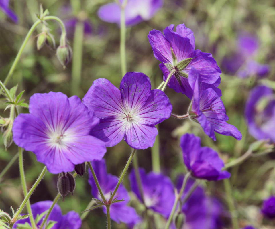 hardy geraniums Orion in cottage garden display